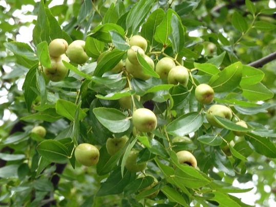 f:id:ushidama:20210823204123j:plain