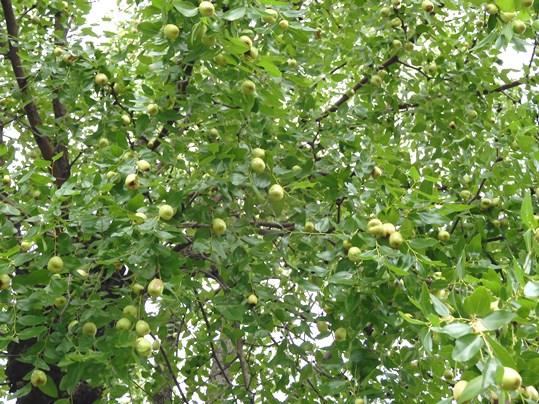 f:id:ushidama:20210823204700j:plain