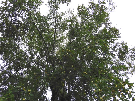 f:id:ushidama:20210823204714j:plain