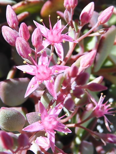 f:id:ushidama:20210910175057j:plain