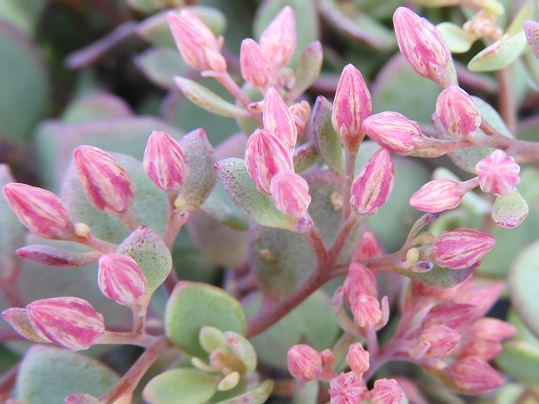 f:id:ushidama:20210910175227j:plain