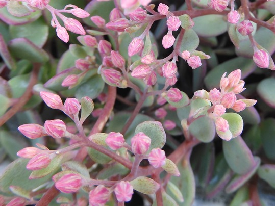 f:id:ushidama:20210910175241j:plain