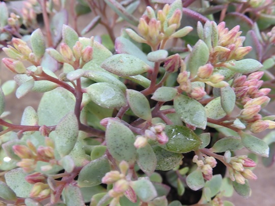 f:id:ushidama:20210910175541j:plain