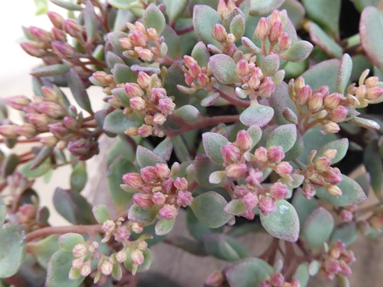 f:id:ushidama:20210910175552j:plain