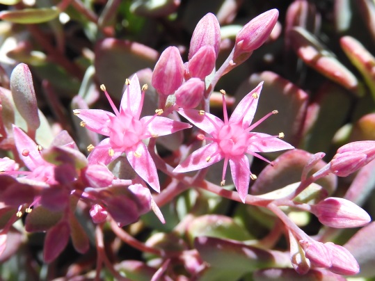 f:id:ushidama:20210910180531j:plain