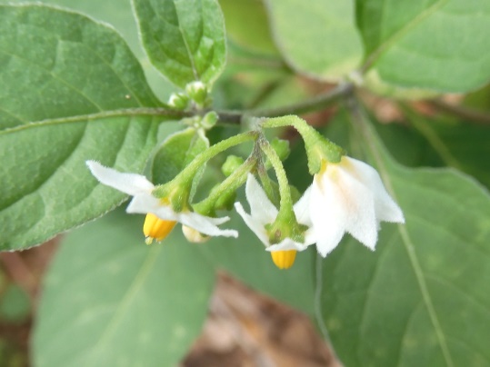 f:id:ushidama:20210911180646j:plain