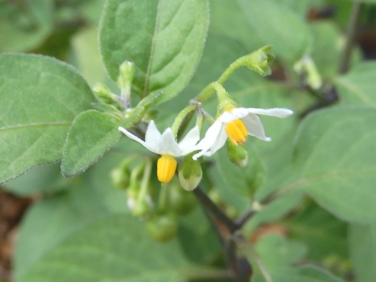 f:id:ushidama:20210911180722j:plain