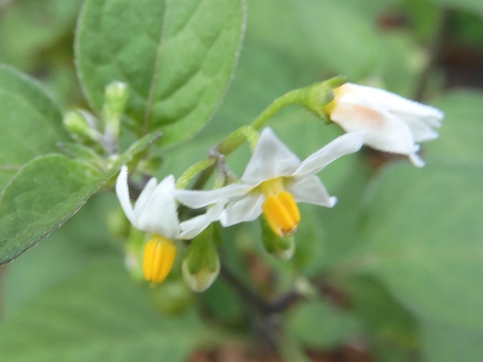 f:id:ushidama:20210911180742j:plain