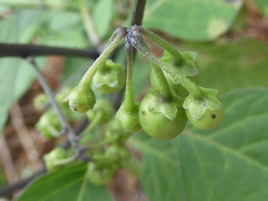 f:id:ushidama:20210911180828j:plain