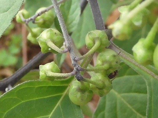 f:id:ushidama:20210911181220j:plain