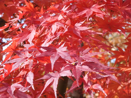 f:id:ushidama:20211126050656j:plain