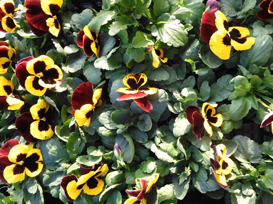f:id:ushidama:20211202111220j:plain