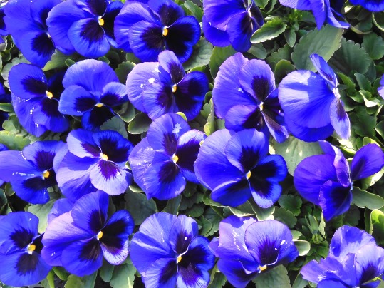 f:id:ushidama:20211202111251j:plain