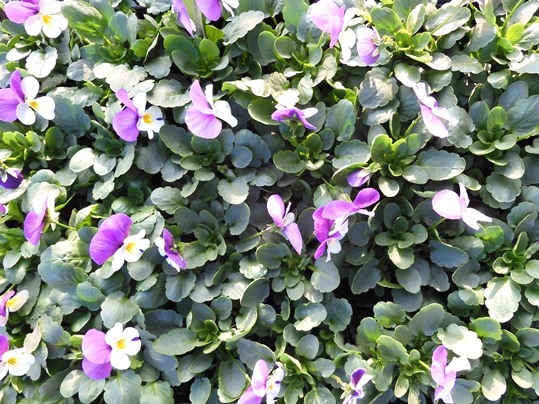 f:id:ushidama:20211202111512j:plain