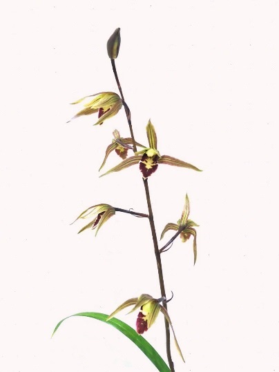 f:id:ushidama:20211204122141j:plain