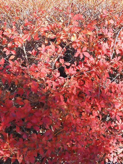 f:id:ushidama:20211207052442j:plain
