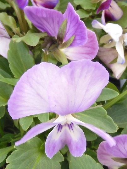 f:id:ushidama:20211208070513j:plain