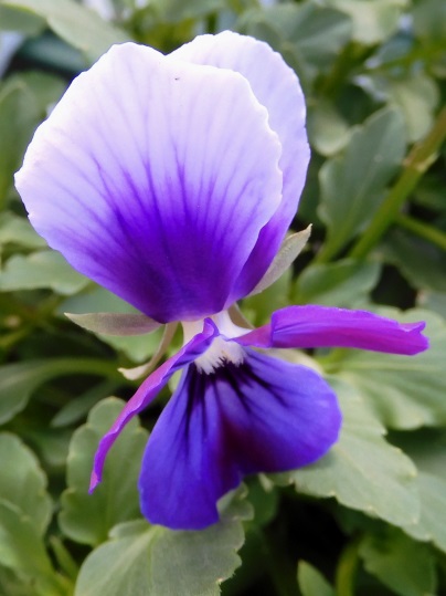 f:id:ushidama:20211208070537j:plain