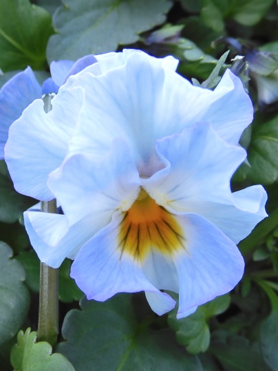 f:id:ushidama:20211208080606j:plain