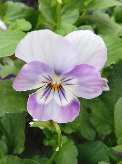 f:id:ushidama:20211208081253j:plain