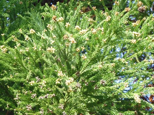 f:id:ushidama:20211213180044j:plain