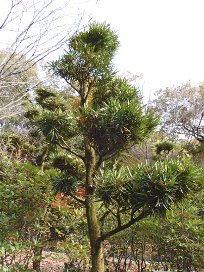 f:id:ushidama:20211213181230j:plain