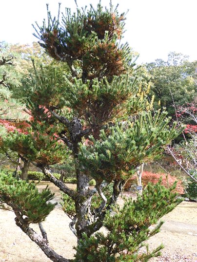 f:id:ushidama:20211213182117j:plain