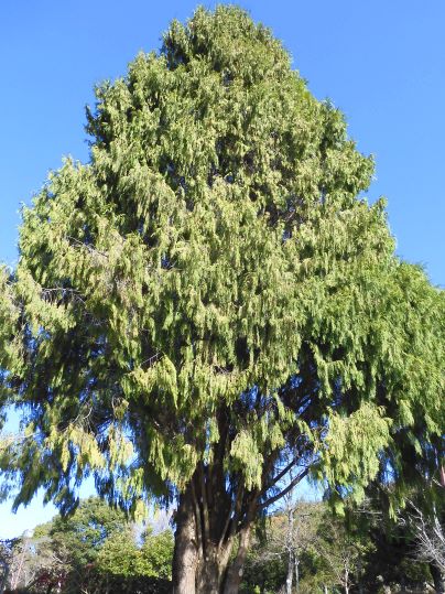 f:id:ushidama:20211213184330j:plain