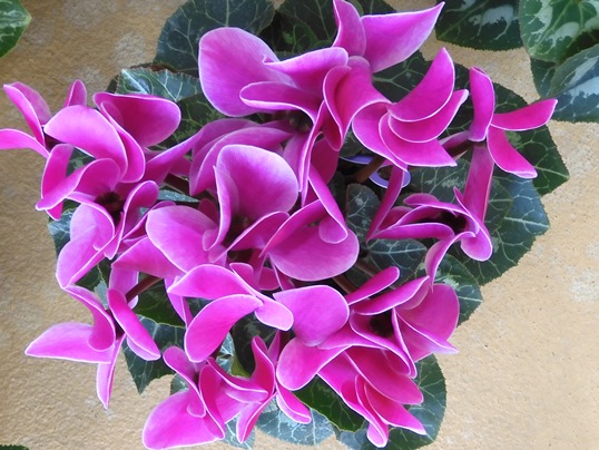 f:id:ushidama:20211219155346j:plain