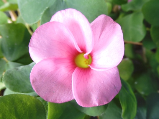 f:id:ushidama:20211221062456j:plain