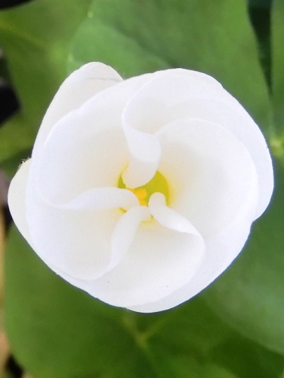 f:id:ushidama:20211221062525j:plain