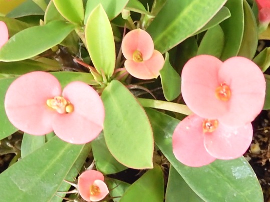 f:id:ushidama:20211230121309j:plain
