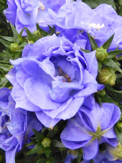 f:id:ushidama:20220108053936j:plain
