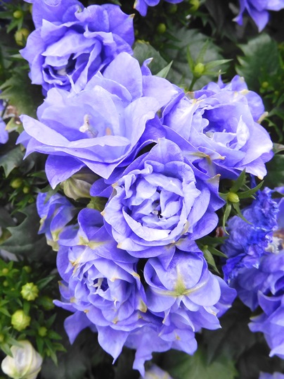 f:id:ushidama:20220108053946j:plain