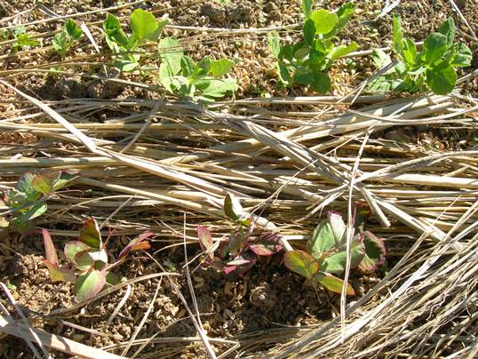 f:id:ushidama:20220111130055j:plain