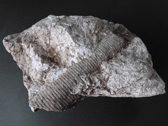 f:id:ushidama:20220121083040j:plain