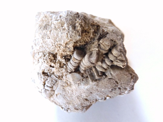 f:id:ushidama:20220121083235j:plain