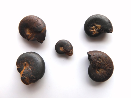 f:id:ushidama:20220123132925j:plain