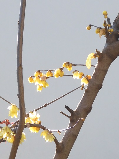 f:id:ushidama:20220128122752j:plain
