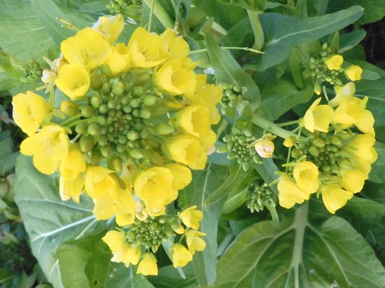 f:id:ushidama:20220128122832j:plain