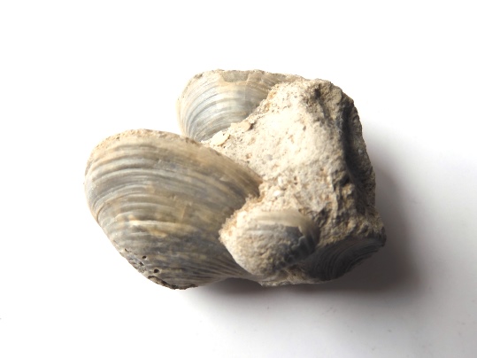 新生代第四紀完新世の貝の化石 - Ushidama Farm