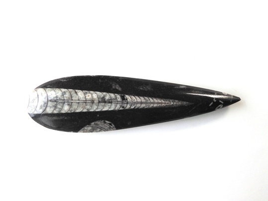 貝　オウム貝　3つ 貝 オウム貝 3つ