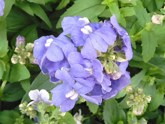 f:id:ushidama:20220227094938j:plain