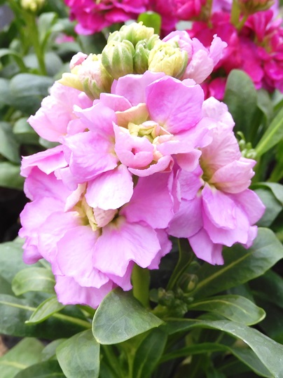 f:id:ushidama:20220227095911j:plain
