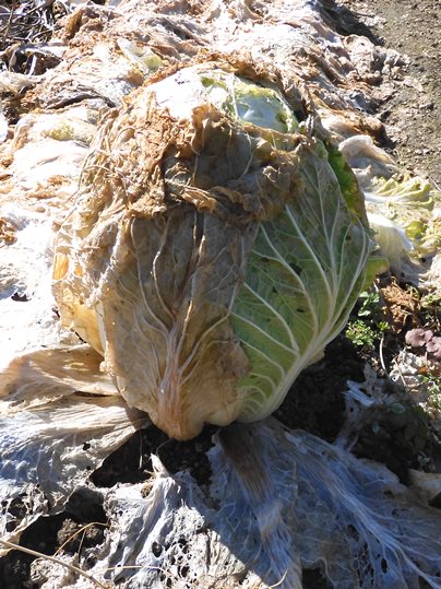 f:id:ushidama:20220302002357j:plain