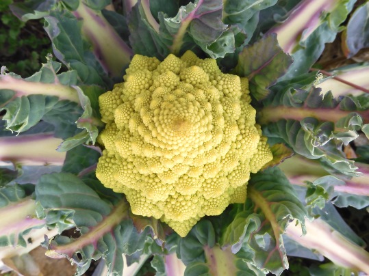 f:id:ushidama:20220302002520j:plain