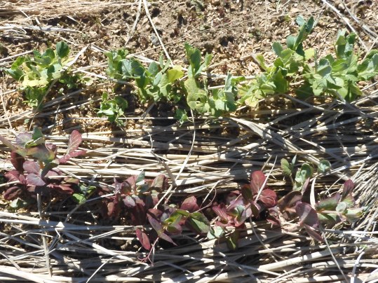 f:id:ushidama:20220302002910j:plain