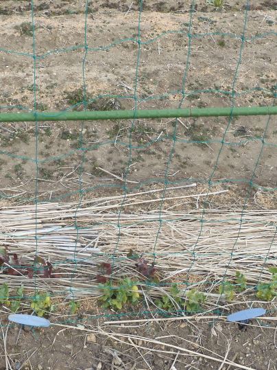 f:id:ushidama:20220302003004j:plain