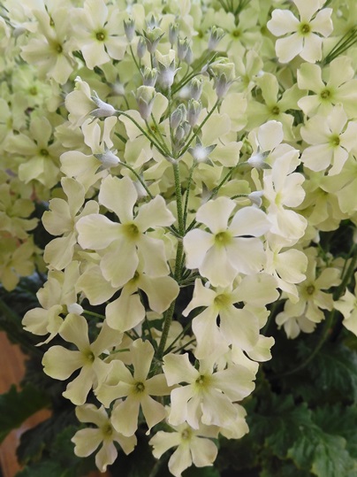 f:id:ushidama:20220305101355j:plain