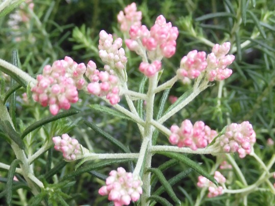 ライスフラワー Ushidama Farm